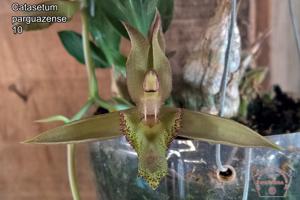 Catasetum parguazense