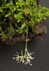 Macroclinium manabinum