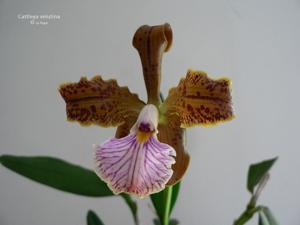 Cattleya velutina