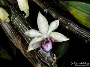 Dendrobium rhodochilum