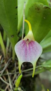 Masdevallia floribunda
