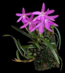 Isabelia violacea