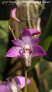 Dendrobium kingianum