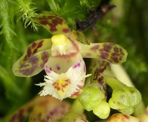 Gastrochilus sororius
