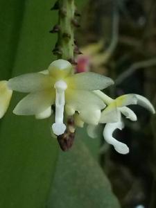 Brachypeza indusiata