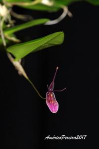 Restrepia purpurea