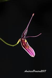 Restrepia purpurea