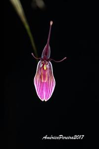 Restrepia purpurea