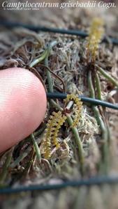 Campylocentrum grisebachii