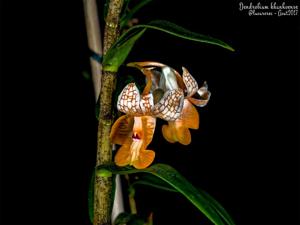 Dendrobium khanhoaense