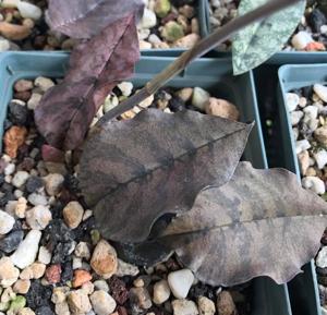 Eulophia peyrotii