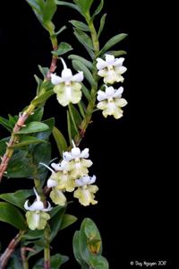 Dendrobium uniflorum