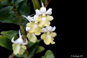 Dendrobium uniflorum