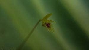 Barbosella crassifolia