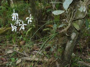 Holcoglossum subulifolium