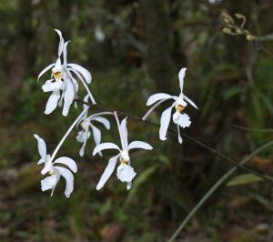 Holcoglossum subulifolium