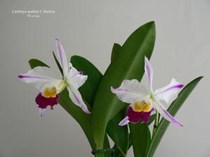 Cattleya wallisii