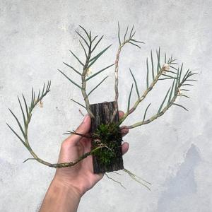 Dendrobium pinifolium