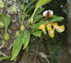 Paphiopedilum villosum