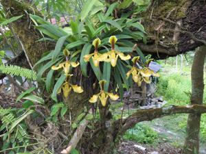 Paphiopedilum villosum