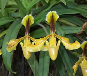 Paphiopedilum villosum