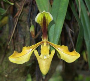 Paphiopedilum villosum