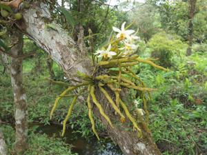 Dendrobium heterocarpum