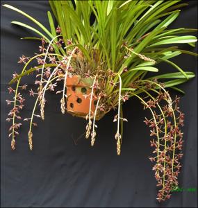 Cymbidium aloifolium