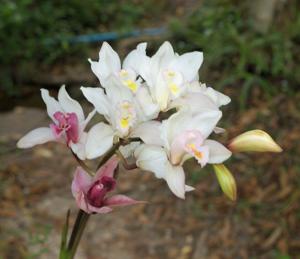 Cymbidium insigne