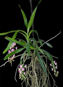 Aerides lawrenceae