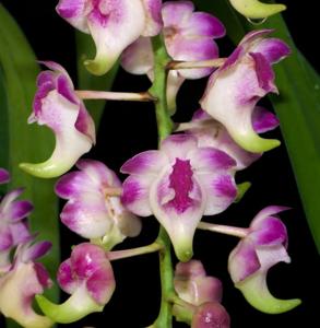 Aerides lawrenceae