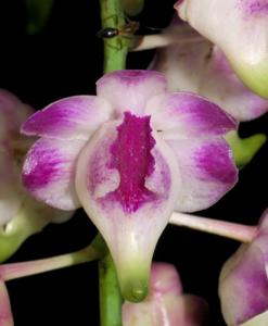 Aerides lawrenceae