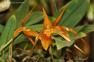 Bulbophyllum membranifolium subsp. inunctum