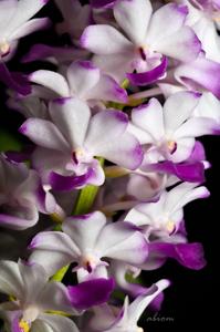 Rhynchostylis coelestis