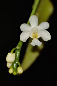 Phalaenopsis deliciosa subsp. deliciosa