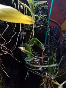 Dendrobium transversilobum