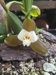 Lycaste xytriophora