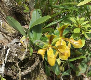 Paphiopedilum villosum