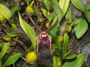 Dendrobium amplum