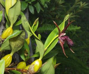 Dendrobium amplum