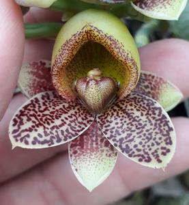 Catasetum denticulatum