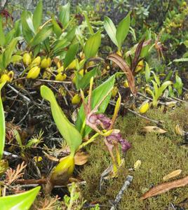 Dendrobium amplum