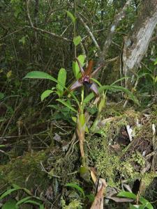 Dendrobium amplum