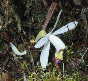 Pleione maculata