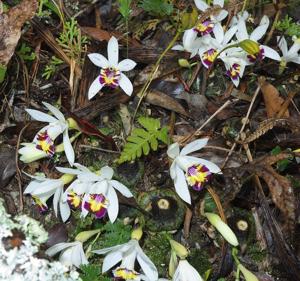 Pleione maculata