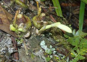 Pleione maculata