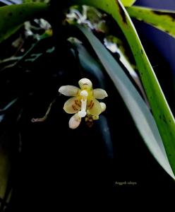 Brachypeza indusiata