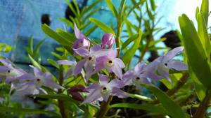 Dendrobium hercoglossum