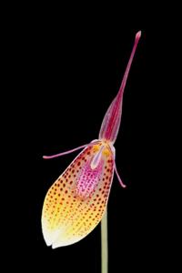 Restrepia escobariana