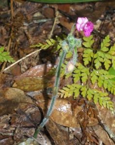 Calanthe cardioglossa
